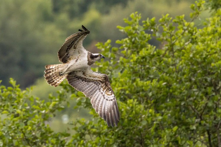 Osprey in flight at Trossachs Osprey Hide, wings spread wide.