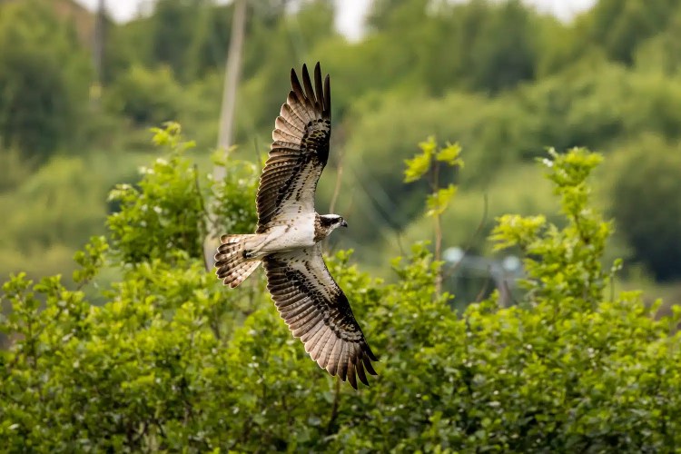 Osprey in flight near Trossachs Osprey Hide with wings spread wide.