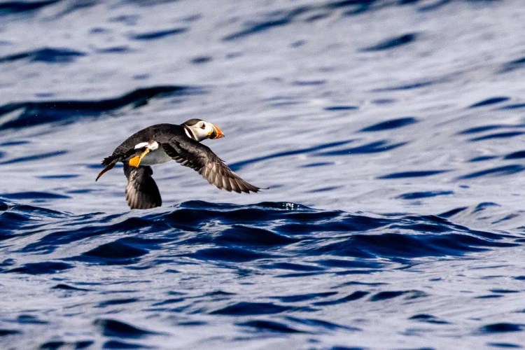 Puffin in flight over the ocean waves, Foula, Shetland.