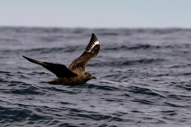 Skua bird flying low over the dark, choppy waters near Foula, Shetland.