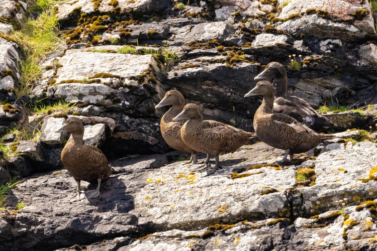 Foula wildlife: Four eider ducks on a rocky cliffside in Shetland.