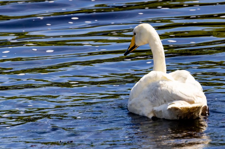 White swan swimming in blue water, reflecting green trees. Wildlife in Shetland.