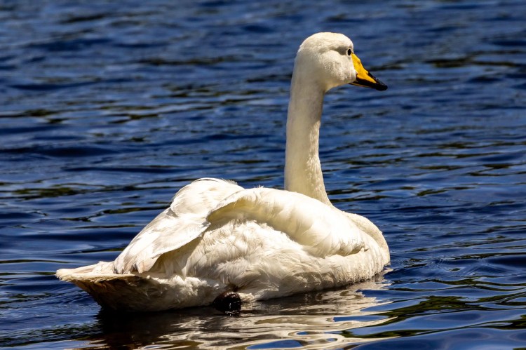 Whooper swan swimming in blue water, Foula Shetland wildlife