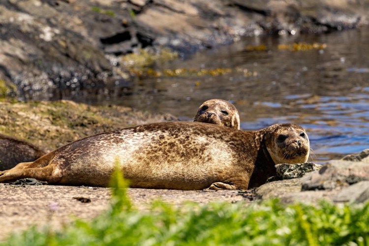 Two harbor seals resting on rocks in Foula, Shetland. Wildlife scene.