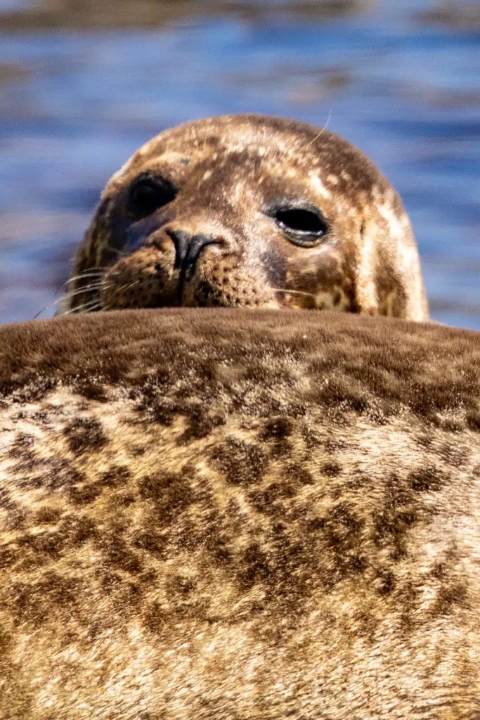 Harbor seal peeking over another seal's back in Shetland. Foula wildlife.