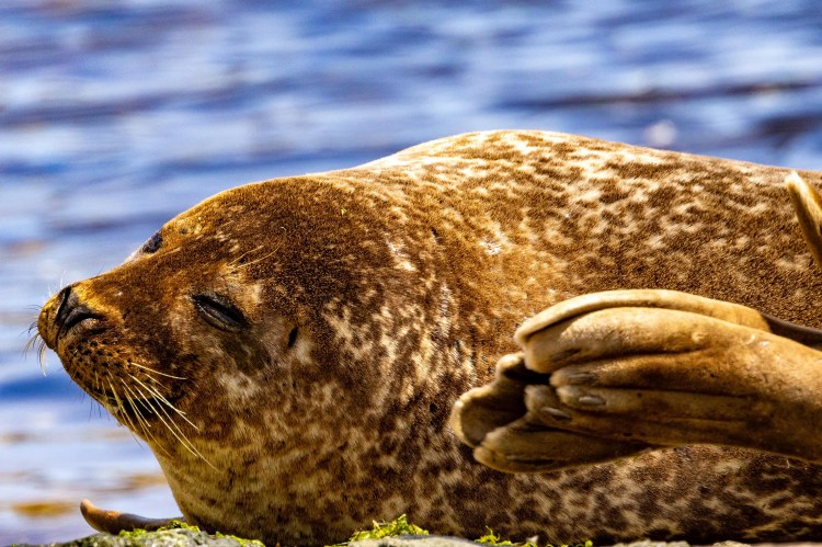 Resting harbor seal with speckled fur on Foula, Shetland.