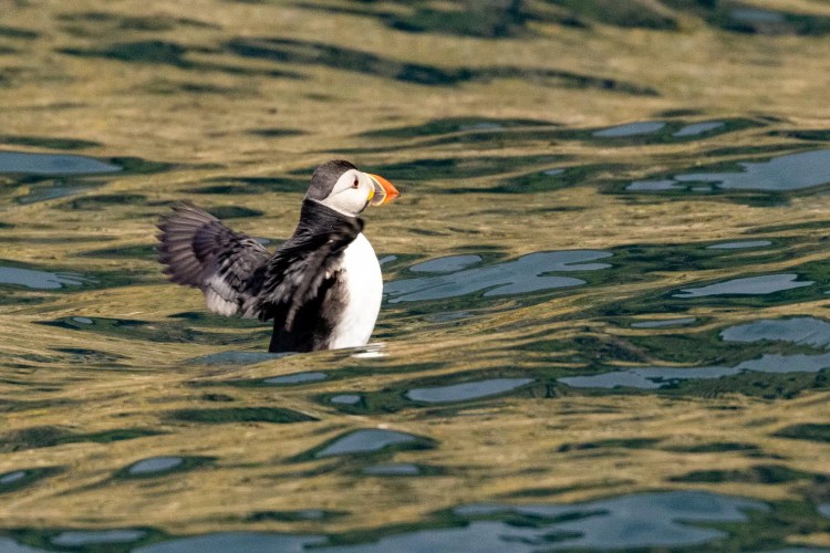 Puffin flapping its wings in the water, a wildlife sighting in Foula, Shetland.