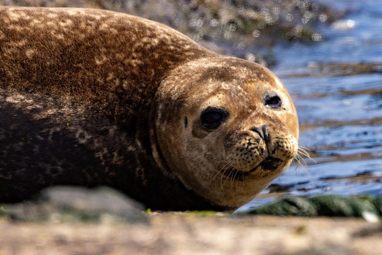 Resting harbor seal on the coast of Foula, Shetland.