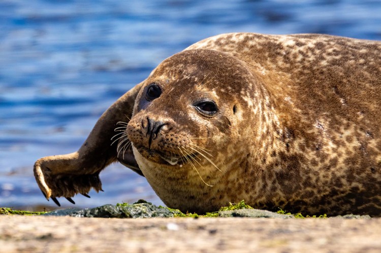 Resting harbor seal on Foula, Shetland. Wildlife of Shetland.