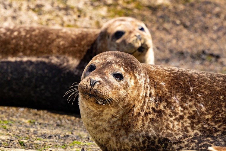 Two harbor seals resting on a rocky shore in Shetland. Wildlife in Foula.