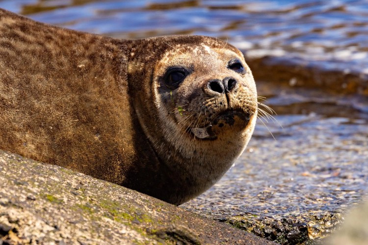 Harbor seal resting on a rock near water in Foula, Shetland.