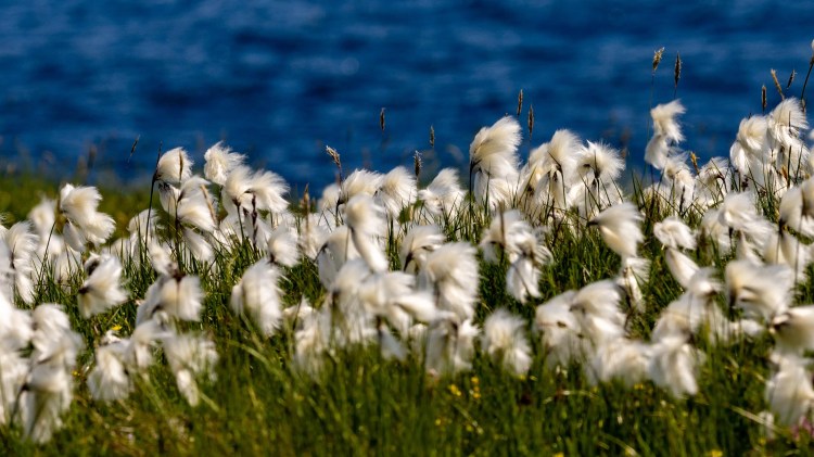 Cotton grass field with a blue sea backdrop on Foula, Shetland. Wildlife Part 2.