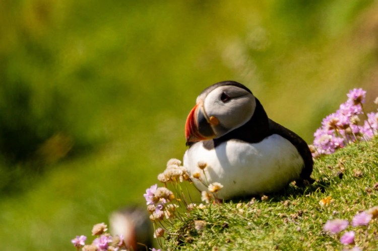 Puffin resting among pink wildflowers on Foula, Shetland.