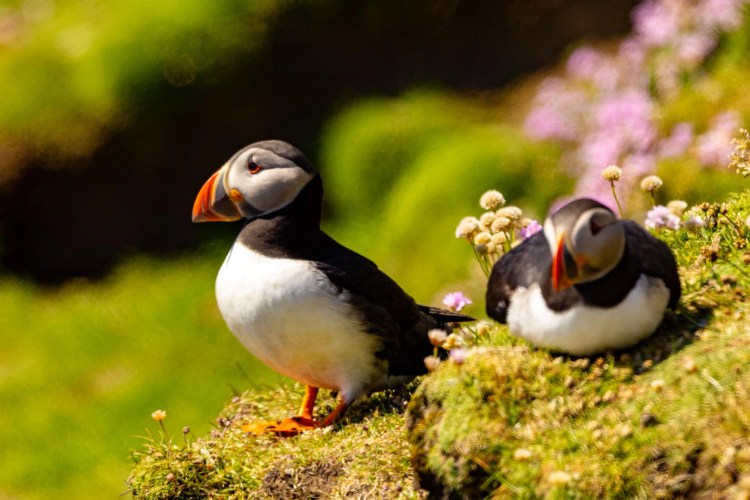 Two puffins on Foula, Shetland, one standing, one resting among wildflowers.
