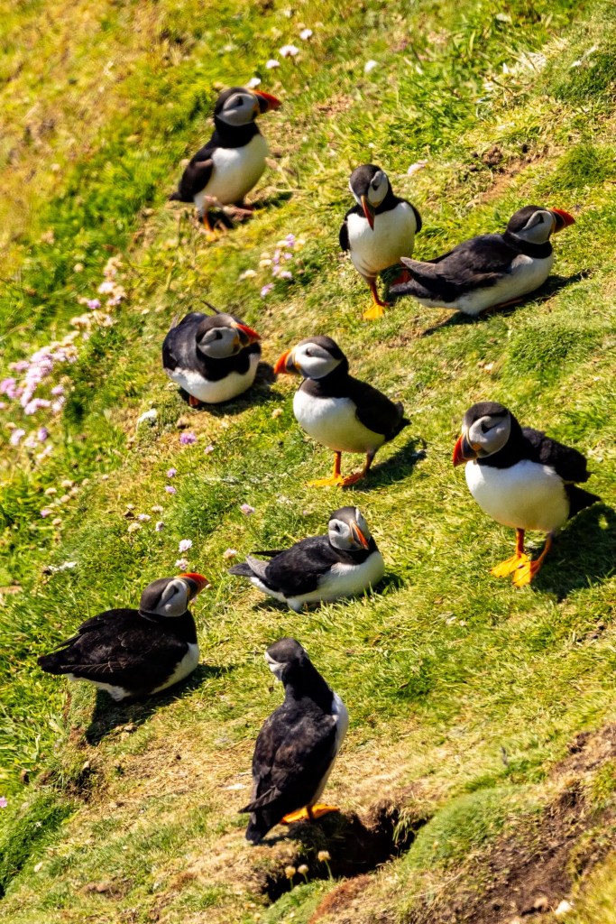 Atlantic puffins on Foula, Shetland, resting on green grass.