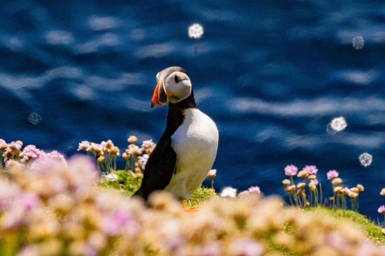 Puffin on Foula, Shetland, surrounded by pink wildflowers