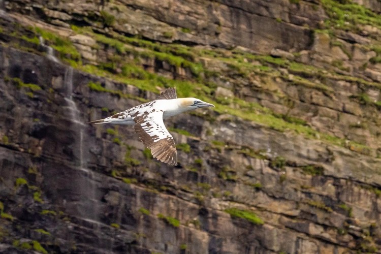 Gannet in flight near Foula cliffs, Shetland. Wildlife photography.