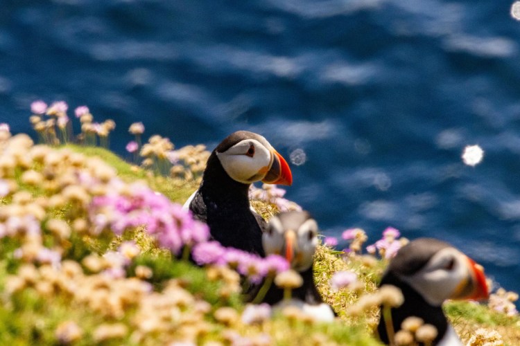 Atlantic puffins amidst pink sea thrift flowers on Foula, Shetland.