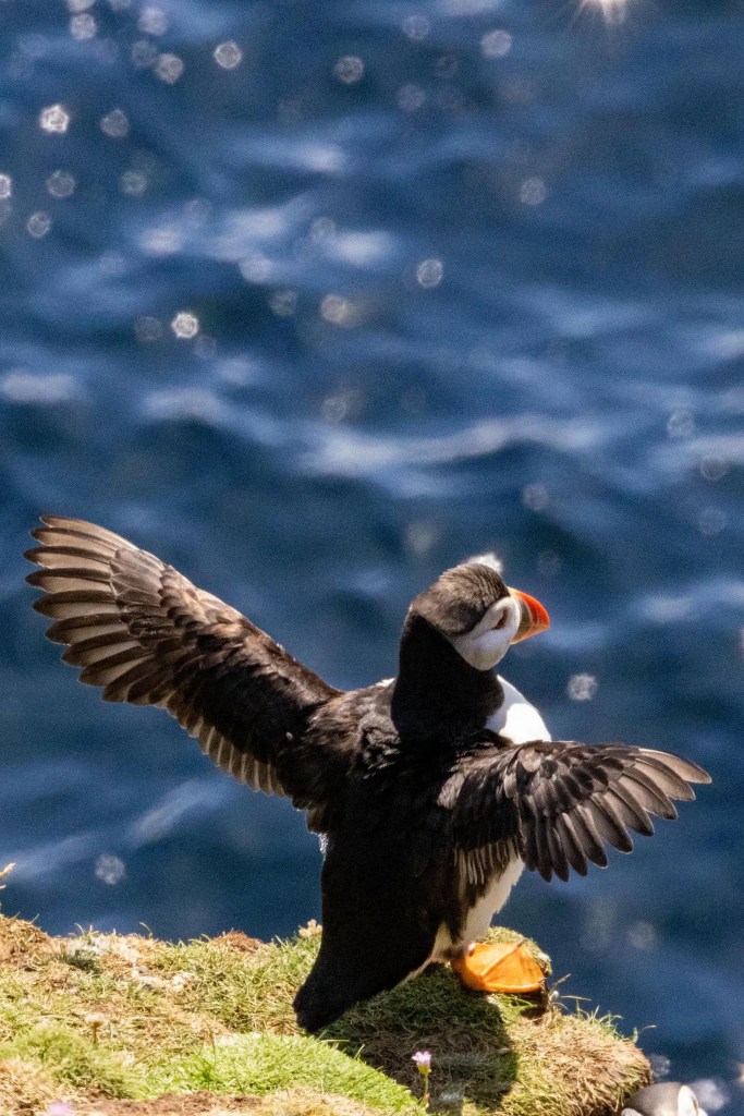 Puffin on Foula, Shetland, with wings spread against a blue sea backdrop.