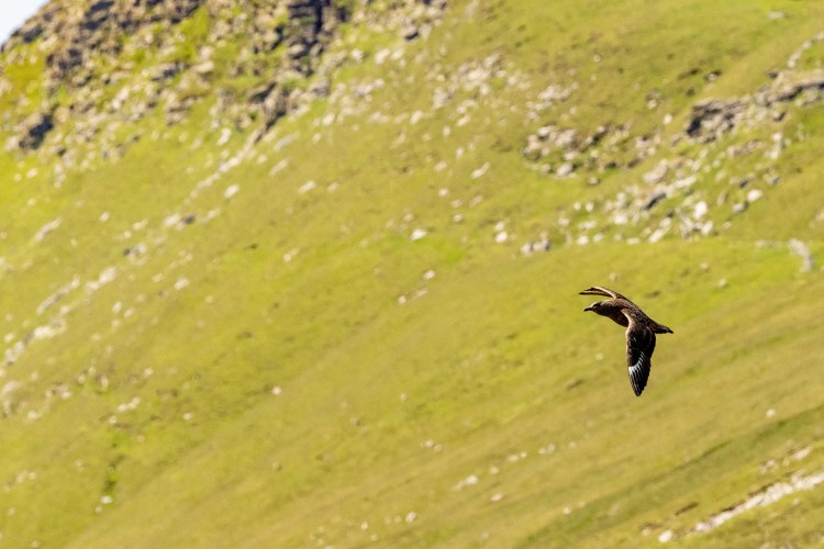 Foula wildlife: A great skua soars over a green hillside in Shetland.