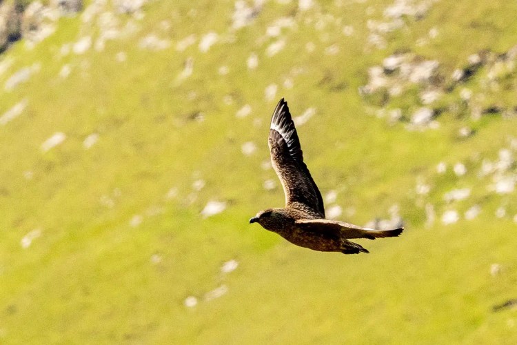 Great Skua in flight against a green hillside on Foula, Shetland.