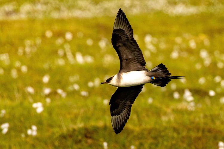 Foula Skua in flight over Shetland, wings spread, showcasing its brown and white plumage.