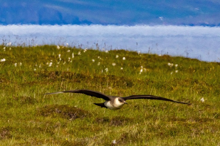 Arctic Skua in flight over Foula, Shetland.