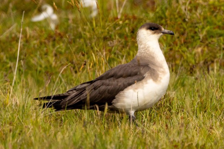 Great Skua bird standing in grassy Foula field, Shetland Islands.