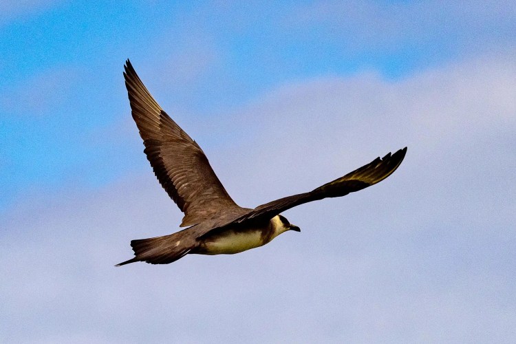 Great Skua in flight against a blue sky, showcasing Shetland wildlife.