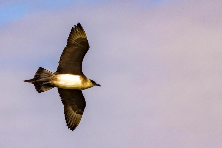 Foula Shetland Wildlife: A brown skua soaring in the sky, wings spread, showcasing its plumage.