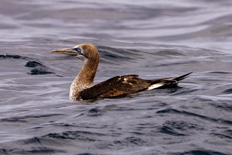 Brown booby swimming in the ocean, Foula wildlife, Shetland.