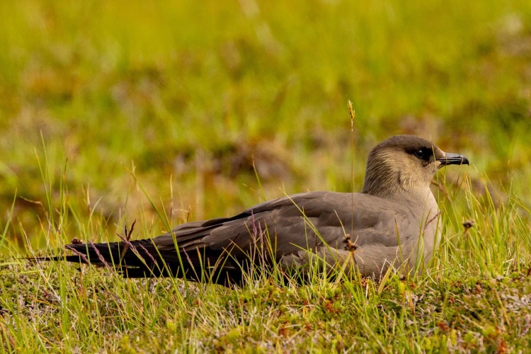 Brown skua bird resting in green grass on Foula, Shetland Wildlife.