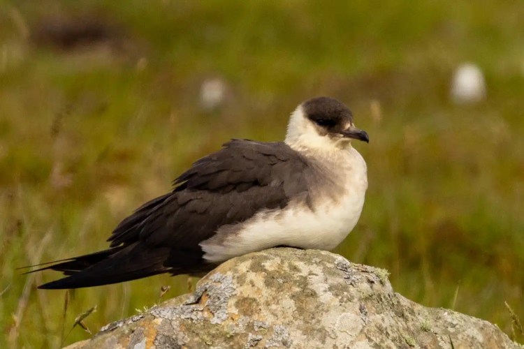 Arctic Skua on Foula, Shetland. Dark brown bird with white chest perches on a rock.