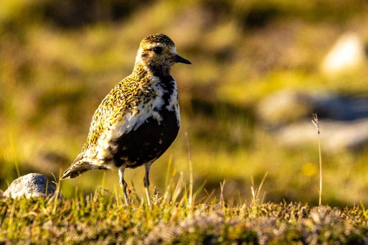 Golden plover in Foula, Shetland. Bird with speckled gold and black plumage standing in grassy field.