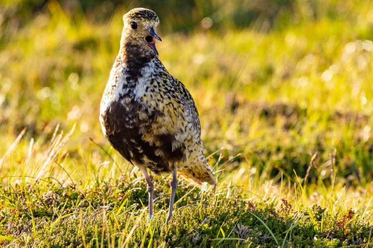 European Golden Plover in Foula, Shetland. The bird stands in a grassy field with its beak open.