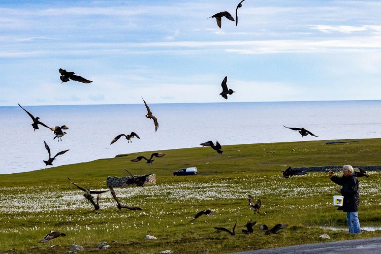 Foula Shetland: Woman feeding birds in a green, open landscape.