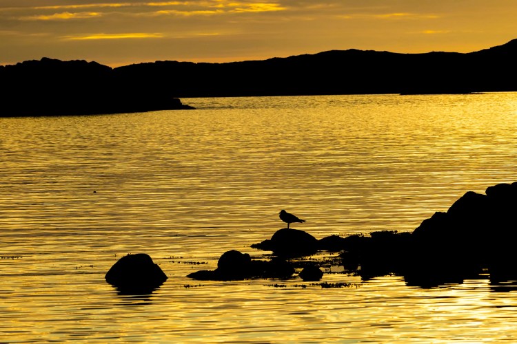 Seagull silhouetted on rocks at sunset in Foula, Shetland.