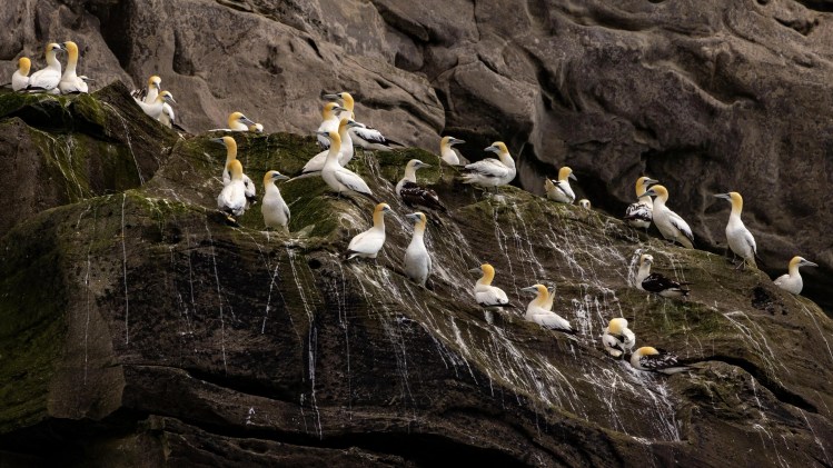 Gannet colony on Foula, Shetland. Seabirds nesting on a rocky cliff face, part of Shetland wildlife.