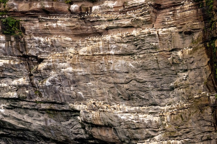 Cliff face teeming with nesting seabirds in Shetland.