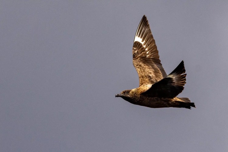 Brown skua in flight against a grey sky, Foula wildlife.