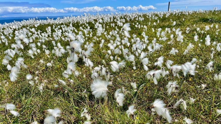 Foula's cotton grass field, Shetland Wildlife.