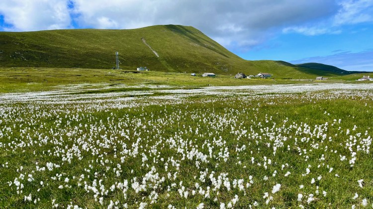 Foula, Shetland landscape with cotton grass meadow, green hills, and buildings under a blue sky.