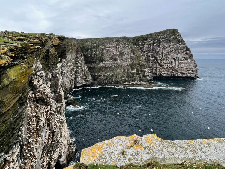 Dramatic cliffs of Noss, Shetland, seen from above, with seabirds flying over the dark ocean.