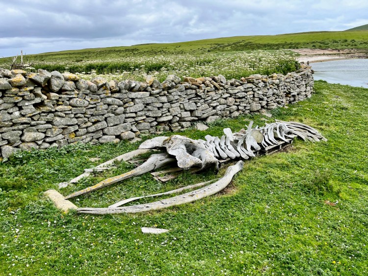 Whale skeleton lies on green grass near a stone wall on Noss, Shetland Wildlife.