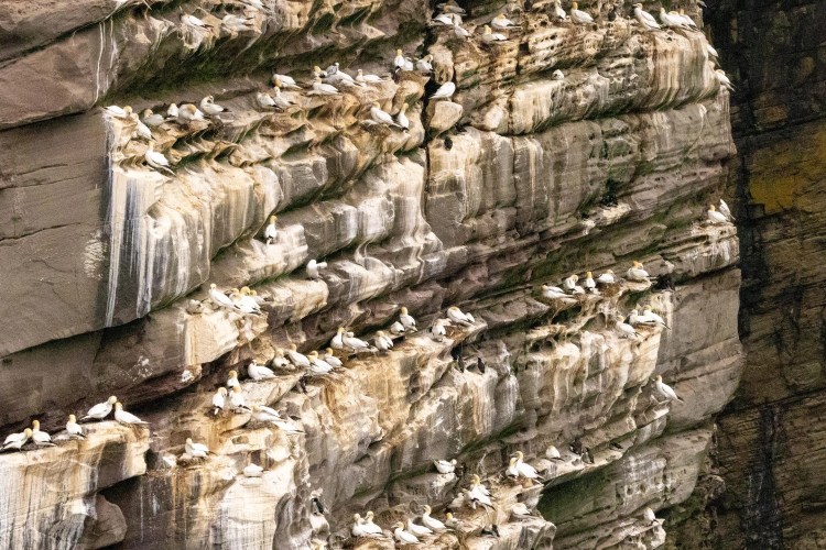 Gannets nesting on a cliff face on Noss, Shetland.