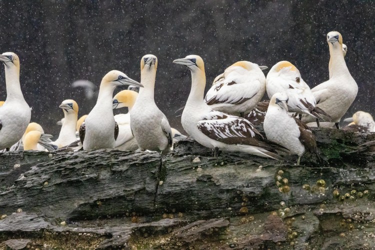 Gannets on Noss, Shetland, some with brown plumage, perched on a rocky outcrop in the rain.