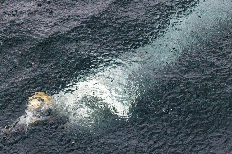 Diver in dark water, Noss from above and below, Shetland Wildlife.
