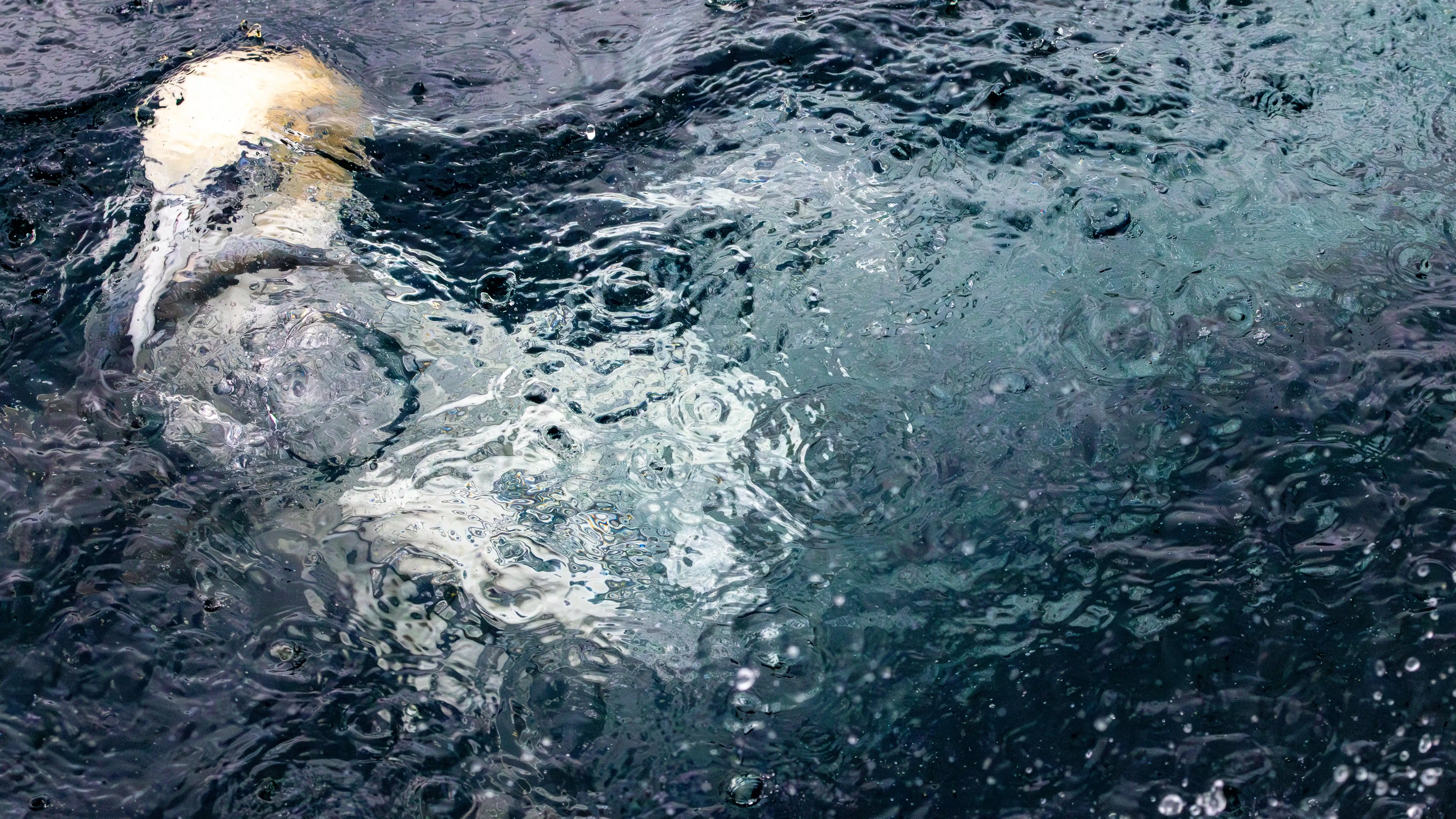 Diver underwater near Noss, Shetland, with light refracting on the surface.