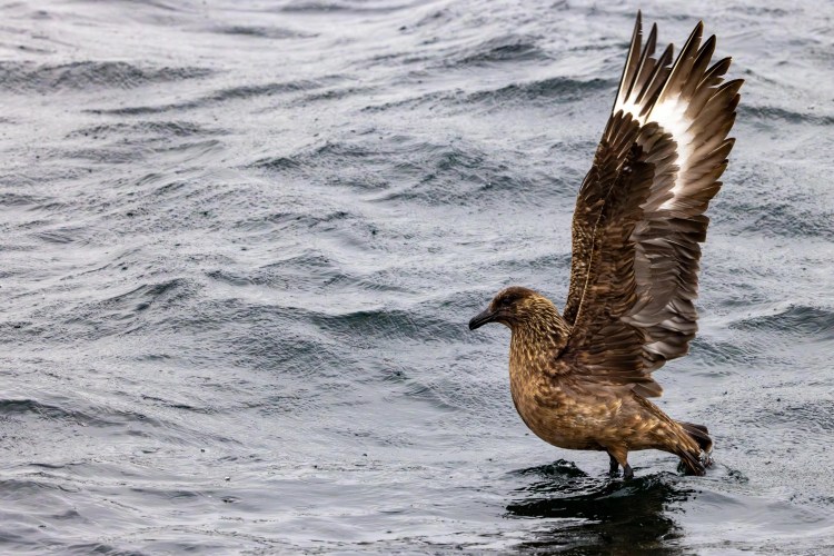 Brown skua bird standing in water with one wing raised showing white feathers.