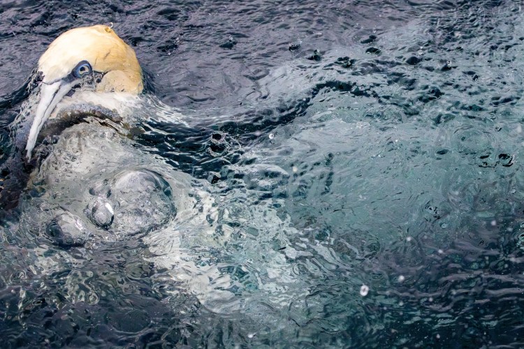 Gannet diving underwater, Noss, Shetland. Bird with blue eyes and yellow head in dark, rippling water.